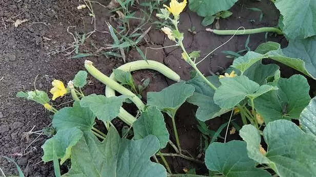 ककड़ी की खेती