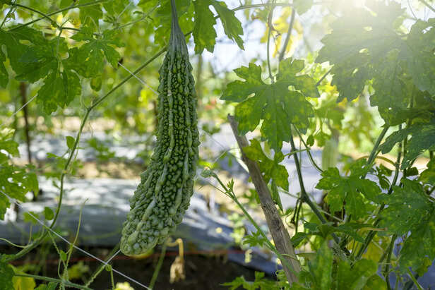 करेला की खेती