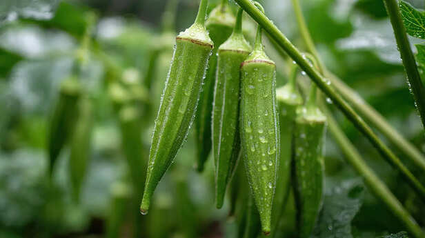 भिंडी की खेती