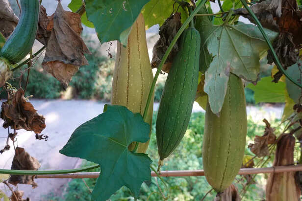 तोरई की खेती