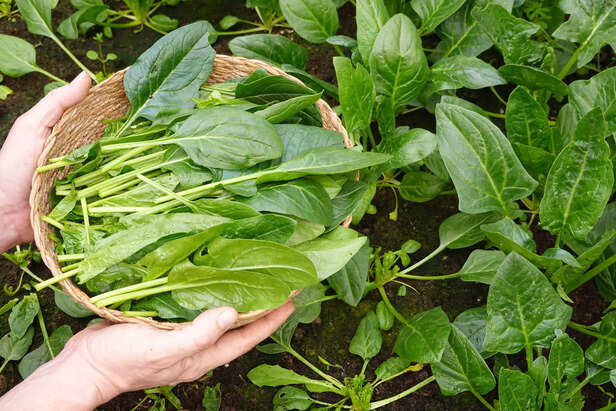 पालक की खेती