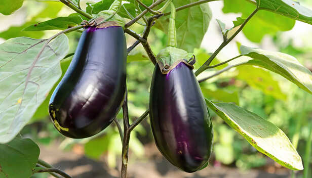 बैंगन की खेती