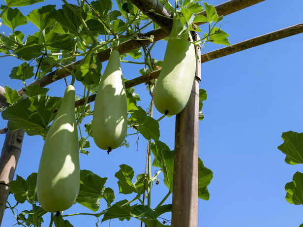 लौकी की खेती