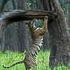 The tiger story