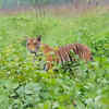 The tiger story