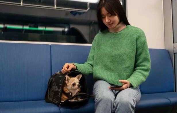 Essential documents required for pet travel in India..