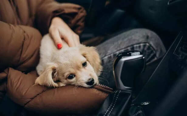 How to keep your pet safe during travel..