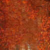 Here Are 14 Images Of Flaming Red Chinar Adding To Majestic Beauty Of ...
