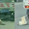In A Miraculous Incident, A Dog Escaped Unhurt After Being Dragged By A ...