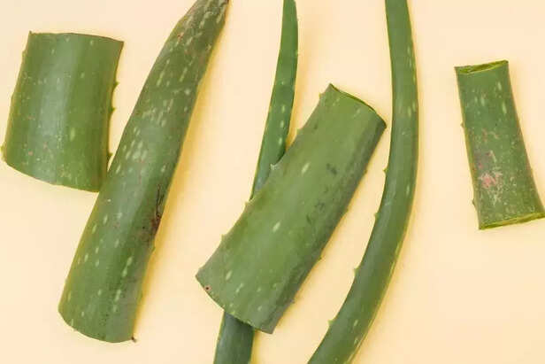 Aloe Vera for Calm