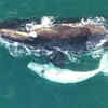 This Clip Of Drone Footage Captures A Rare White Whale Calf With Her ...