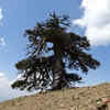 This Tree Started Growing During The Viking Age In The 8th Century And ...