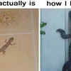 11 Things You'll Only Get If You Are Terrified Of Lizards