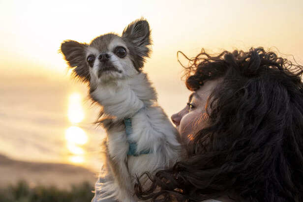 woman with chihuahua-dog