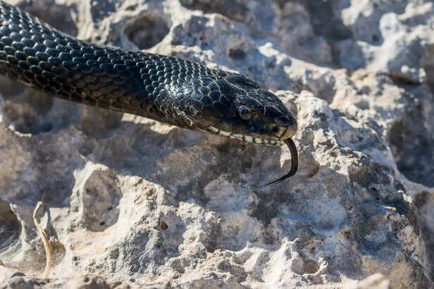 black western whip snake