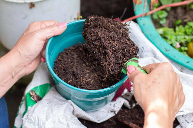 compost in pot