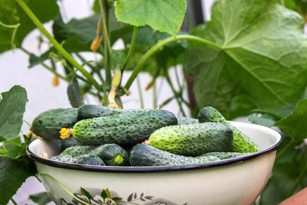 CUCUMBER FARMING