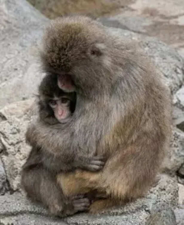 X| @OOCPUNCH| Orphaned macaque Punch finds protection and wins hearts