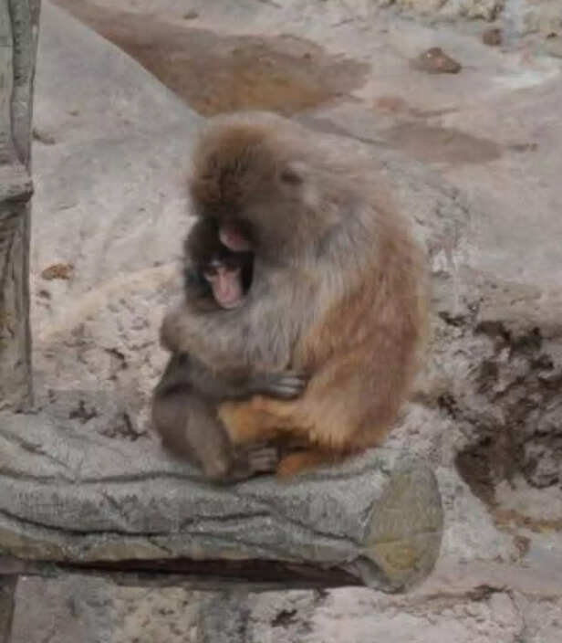 X | @ThePageZ_ | The Viral Baby Monkey Story Taking Over the Internet Has a New Update