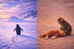 Two Lonely Souls : The Penguin and the Monkey Story That Explains Your Pain