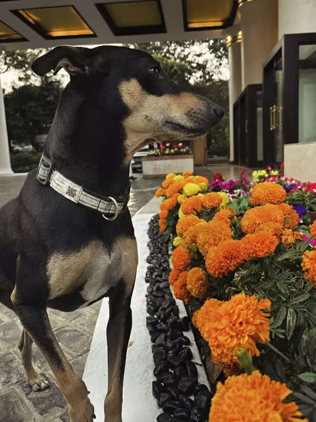 Instagram | @thumakti.thumki | The Dog Who Manages Guests Better Than Most Humans