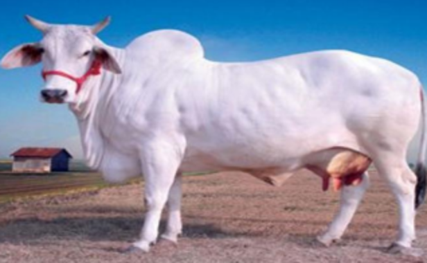 thaarparkar cow