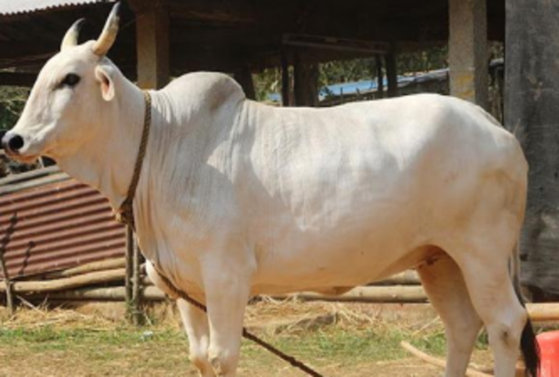 gangatiri cow