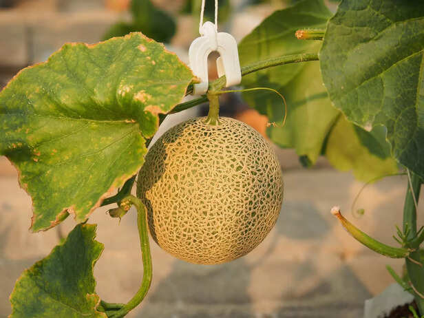 खरबूजे की खेती