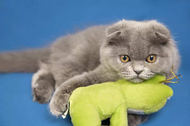 DIY Sustainable Pet Toys