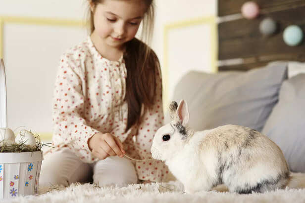Small Pet Creating a Soothing Routine for a Child