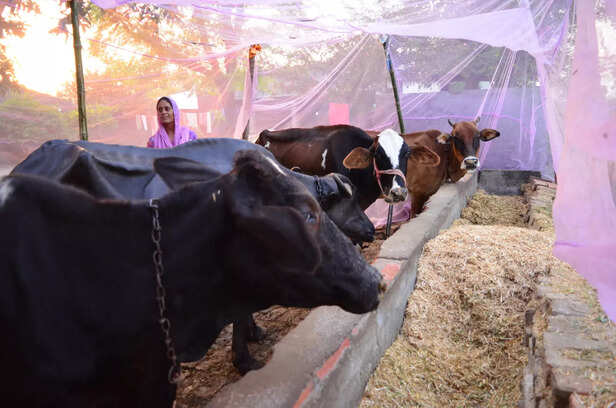 पशुओं का टीकाकरण