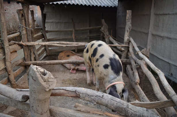 सुअरों का टीकाकरण