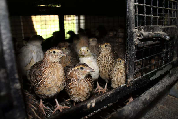 मुर्गियों का टीकाकरण