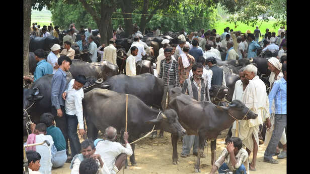 संक्रमित भेड़ों को अलग रखें