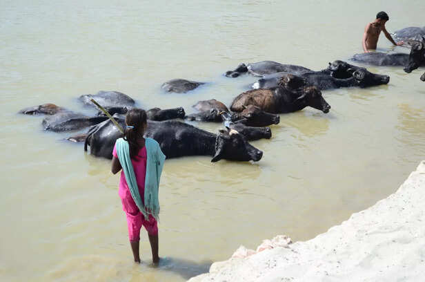 पशुओं की साफ-सफाई रखें