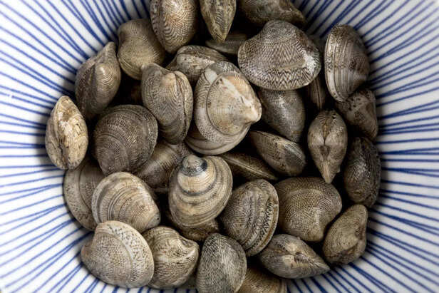 Ocean Quahog Clam