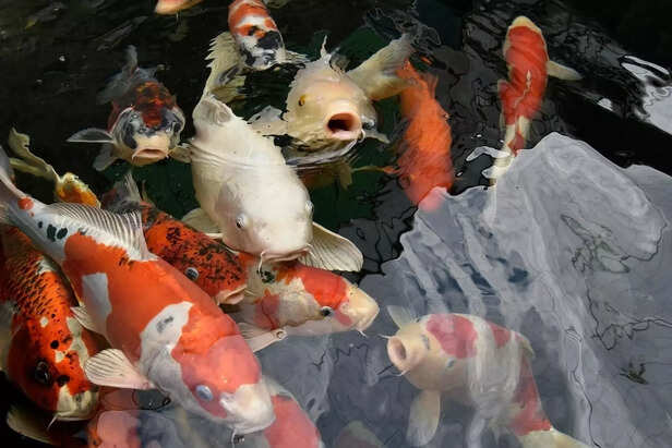 koi