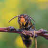 A Macro Shot of a Hornet