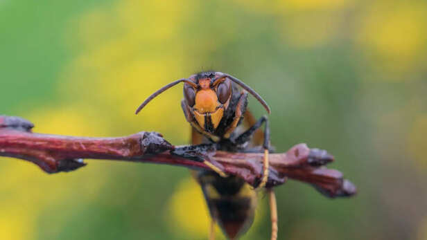 A Macro Shot of a Hornet