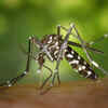 Mosquitoes are Responsible for Lakhs of Deaths Annually