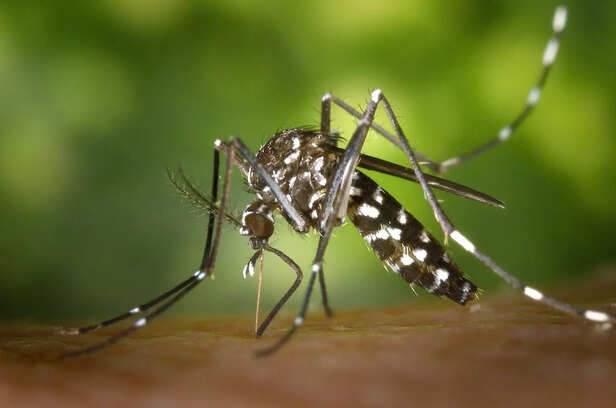 Mosquitoes are Responsible for Lakhs of Deaths Annually