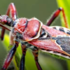 Kissing Bug | Instagram - @adventure_094
