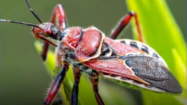 Kissing Bug | Instagram - @adventure_094