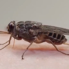 Tsetse Fly | Instagram - @arojinle1