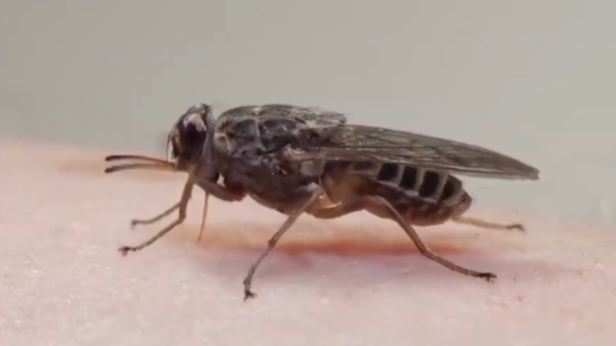 Tsetse Fly | Instagram - @arojinle1