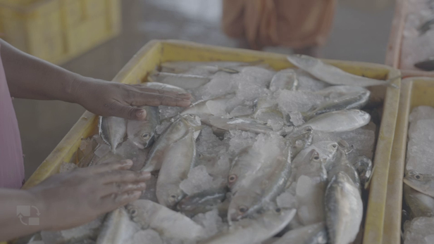 समुद्र में करीब दो लाख टन टूना मछली