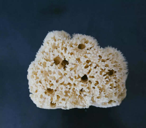 sea sponge