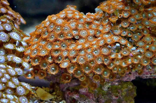 Coral Polyps
