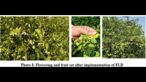 Arka Citrus Special नामक एक उन्नत माइक्रोन्यूट्रीएंट तकनीक विकसित