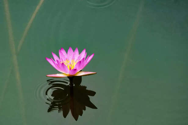 Lotus Rising Above Muddy Water
